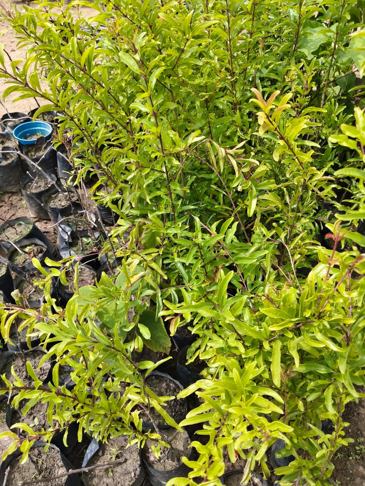 Flowering plants at National Green Life nursery