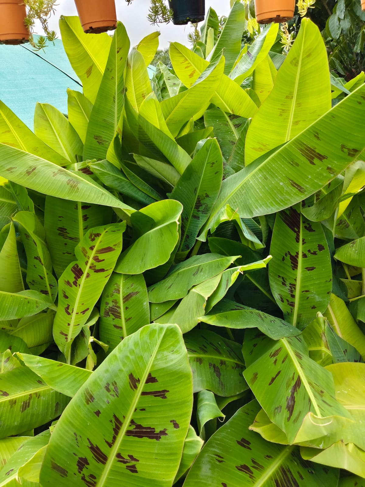 Worker handling plant packing and preparation